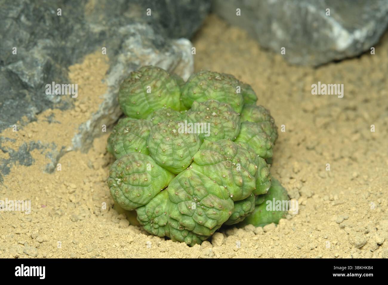 Nahaufnahme Euphorbia Obesa Monstrose cristata auf künstlichem Lebensraum, leben auf felsigem Boden in der Wüste mit Stein. Bild Foto Stockfoto