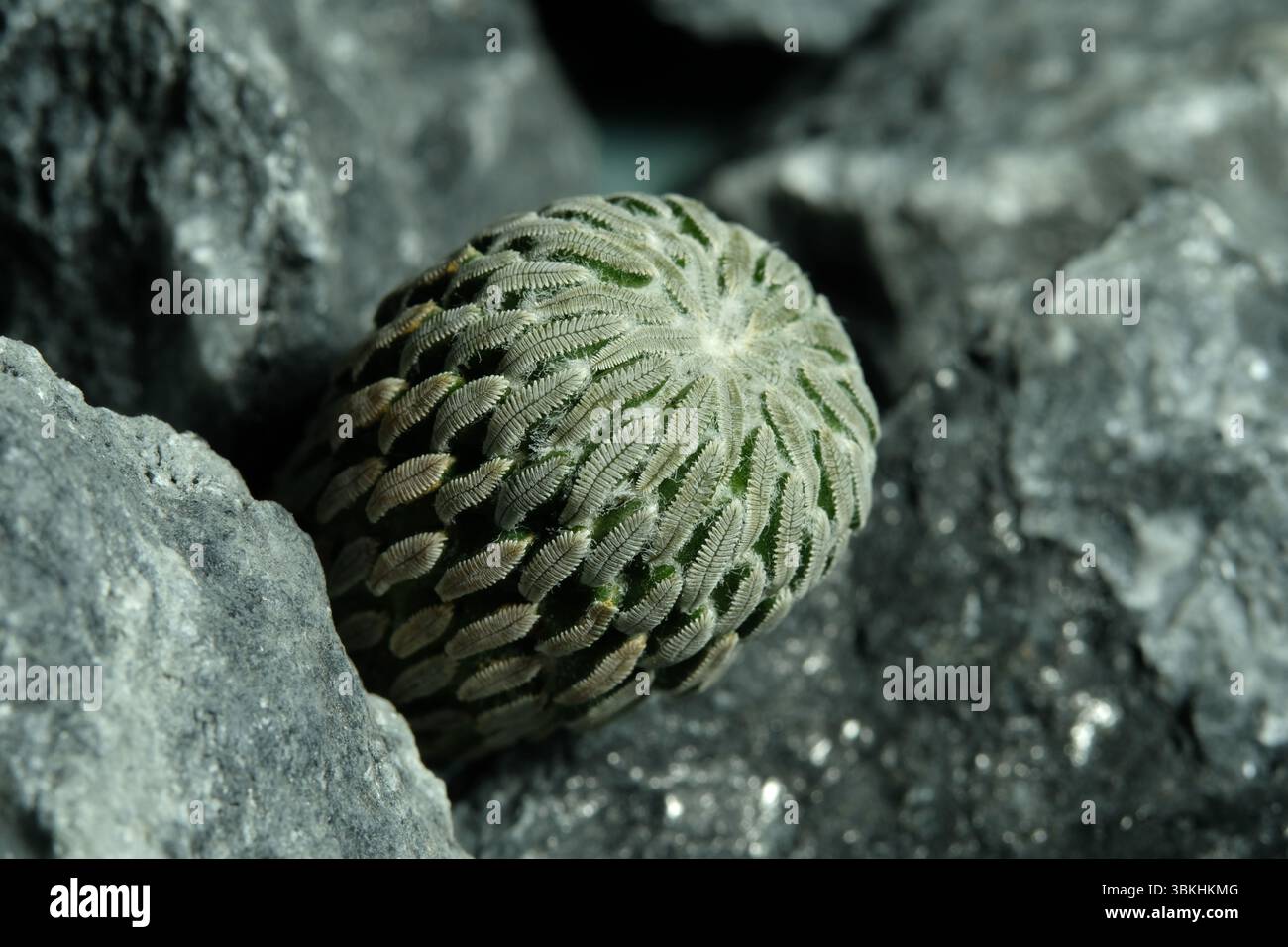 Nahaufnahme Hatchet Cactus Pelecyphora aselliformis auf künstlichem Lebensraum, leben an Felsspalten. Bild Foto Stockfoto