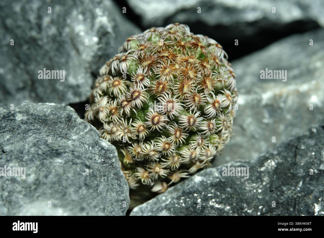 Nahaufnahme Mammillaria Hernandezii auf künstlichem Lebensraum, leben an Felsklippen-Spalten-Steinoberfläche. Bild Foto Stockfoto
