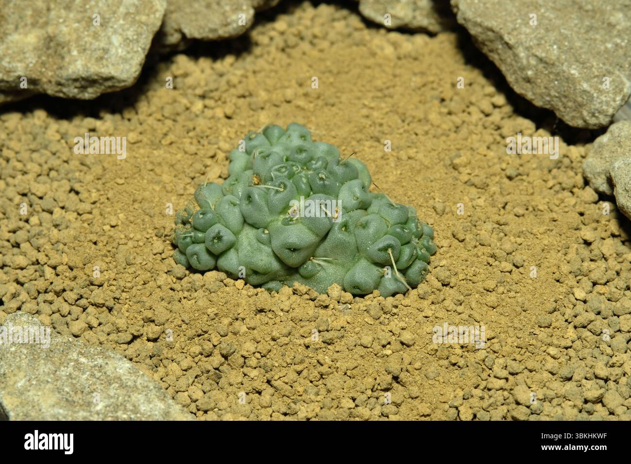 Nahaufnahme Mammillaria Schumanii Inermis cristata auf künstlichem Lebensraum, leben auf felsigem Boden in der Wüste mit Stein. Bild Foto Stockfoto