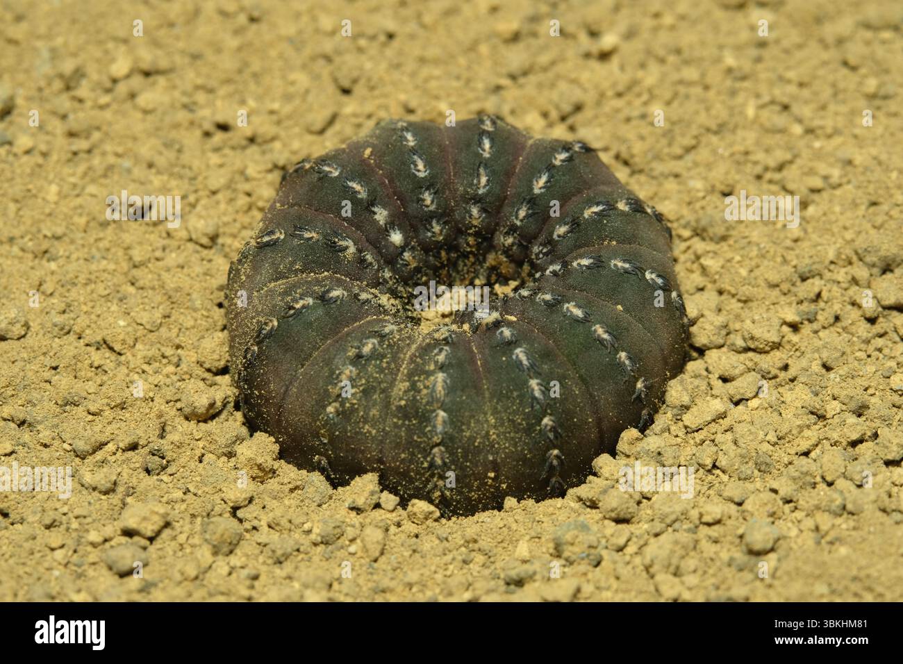 Frailea castanea alias Frailea asterioides auf künstlichem Lebensraum, leben auf felsigem Boden in der Wüste mit Stein. Bild Foto Stockfoto