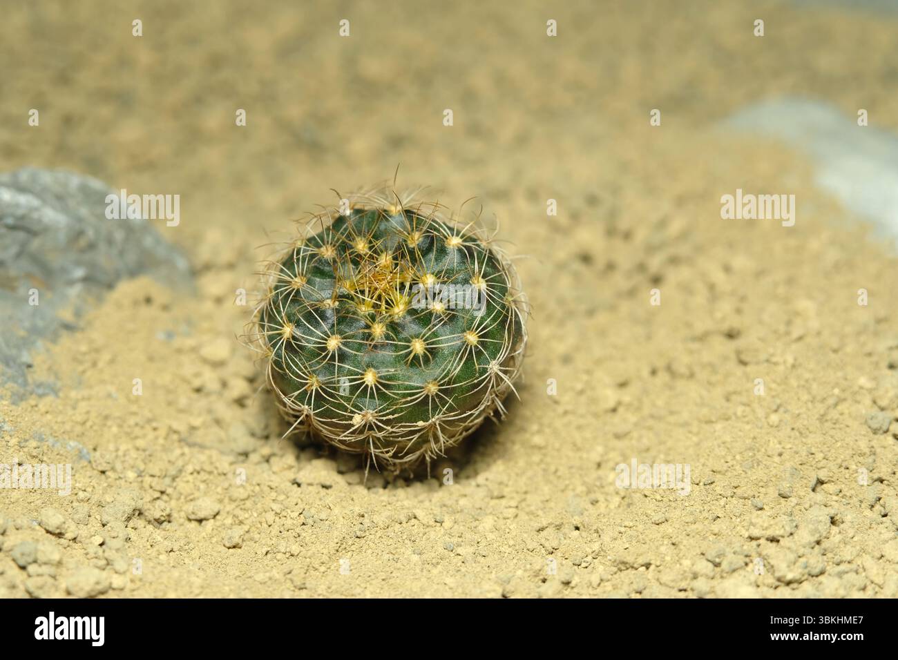 Nahaufnahme Mammillaria Frailea grahliana auf künstlichem Lebensraum, leben auf felsigem Boden in der Wüste mit Stein. Bild Foto Stockfoto