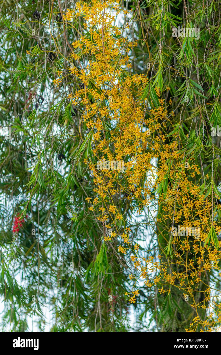 Gruppe von gelben Oncidium-Orchideen, die zwischen feinen grünen Blättern blühen. Vertikale Komposition ideal für Hintergründe, Naturthemen oder botanisches Design. Stockfoto