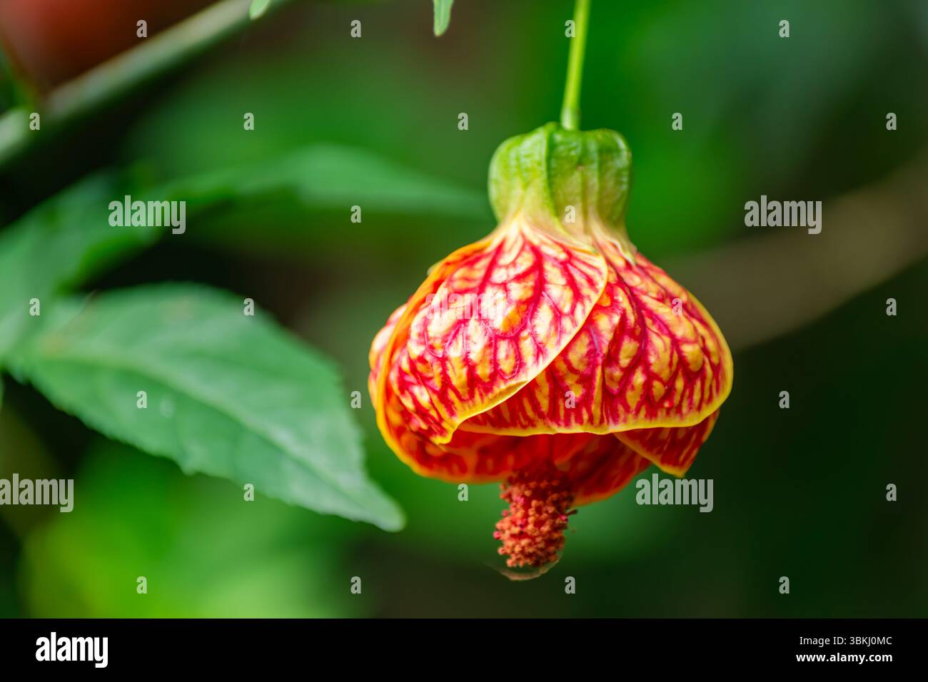 Abutilon pictum Blume mit auffälligen roten Adern über gelben Blütenblättern hängt zart in einem tropischen Garten. Eine lebendige botanische Nahaufnahme mit sanftem Grün Stockfoto