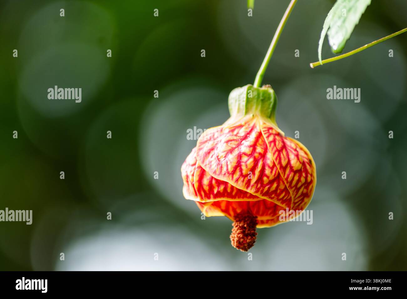 Nahaufnahme von Abutilon Pictum, einer tropischen Blume mit lebhaften roten Adern auf gelben Blättern, die anmutig in einem üppigen Garten mit einem weichen grünen Hintergrund hängt Stockfoto