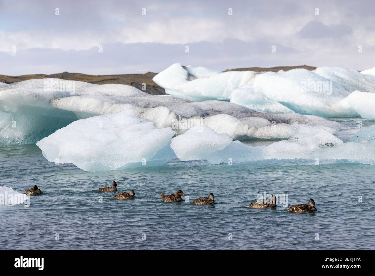 Jökulsárlón Glacier Lagoon, Island Stockfoto