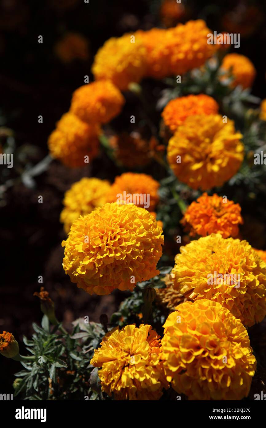 Orange Tagetes, ein- oder mehrjährige, meist krautige Pflanzen aus der Familie der Asteraceae, einer von mehreren Pflanzengruppen, die als Marigold bekannt sind. Stockfoto