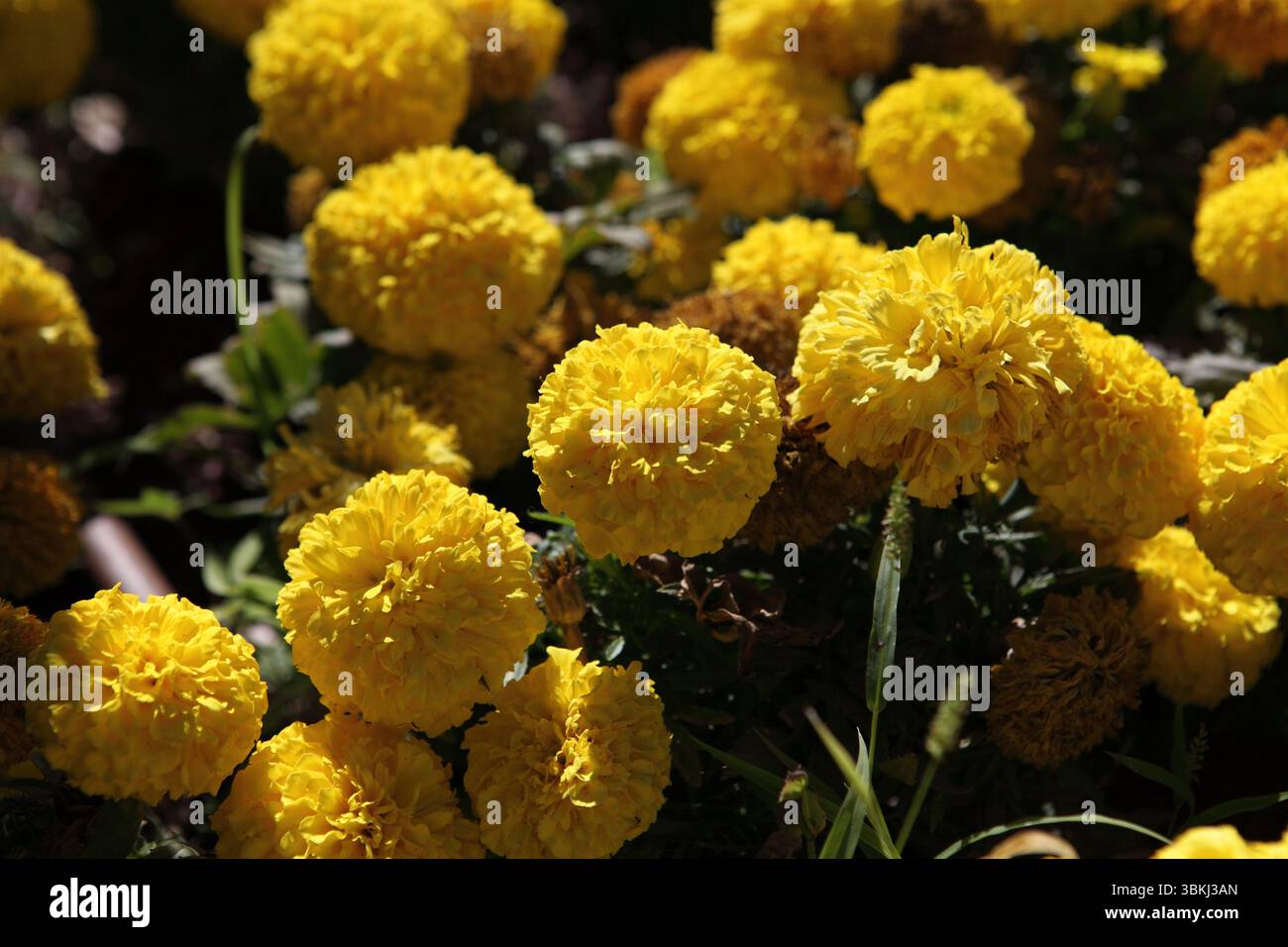 Gelbe Farbe Tagetes, ein- oder mehrjährige, meist krautige Pflanzen aus der Familie der Asteraceae, einer von mehreren Pflanzengruppen, die als Marigold bekannt sind. Stockfoto