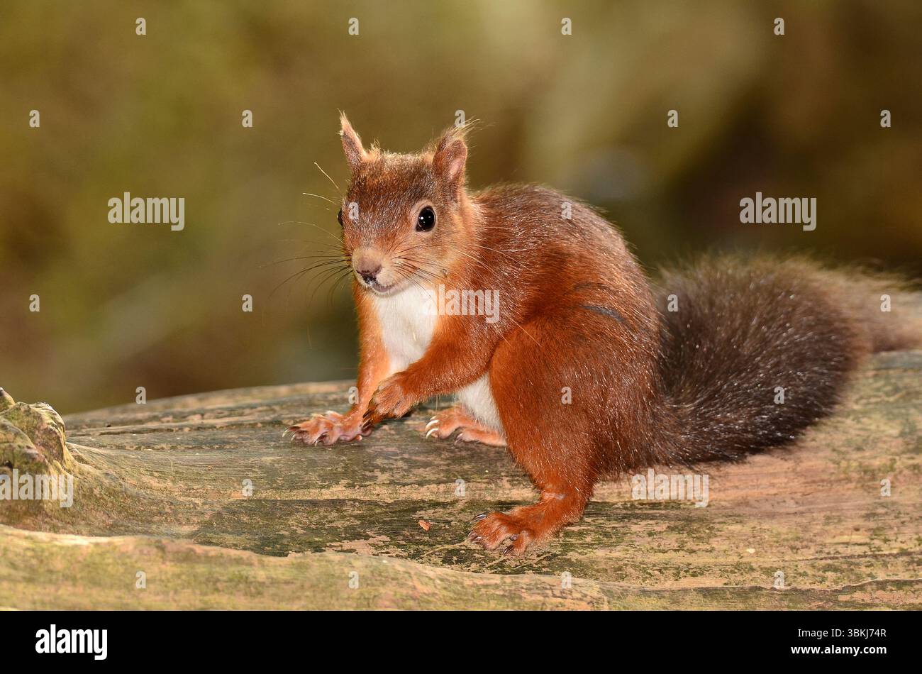 Erwachsenes rotes Eichhörnchen. Brownsea Island, Dorset, Großbritannien Stockfoto