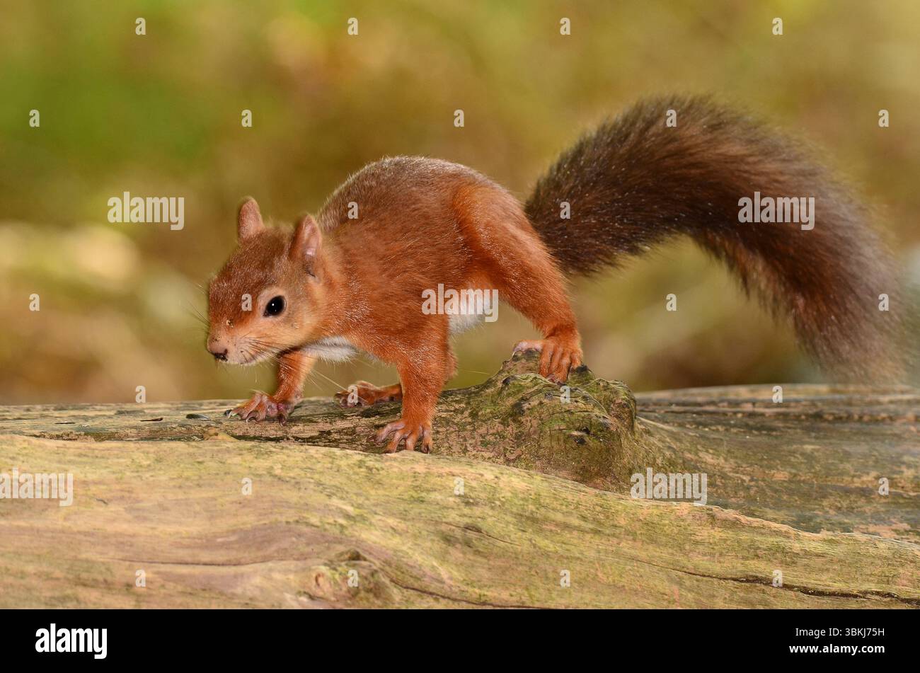 Erwachsenes rotes Eichhörnchen. Brownsea Island, Dorset, Großbritannien Stockfoto