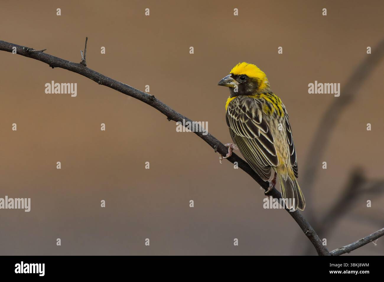 Baya Weaver ist ein Weaverbird auf dem indischen Subkontinent. Bekannt für ihre hängenden, retortenförmigen Nester, die aus Gras gewebt wurden. Stockfoto