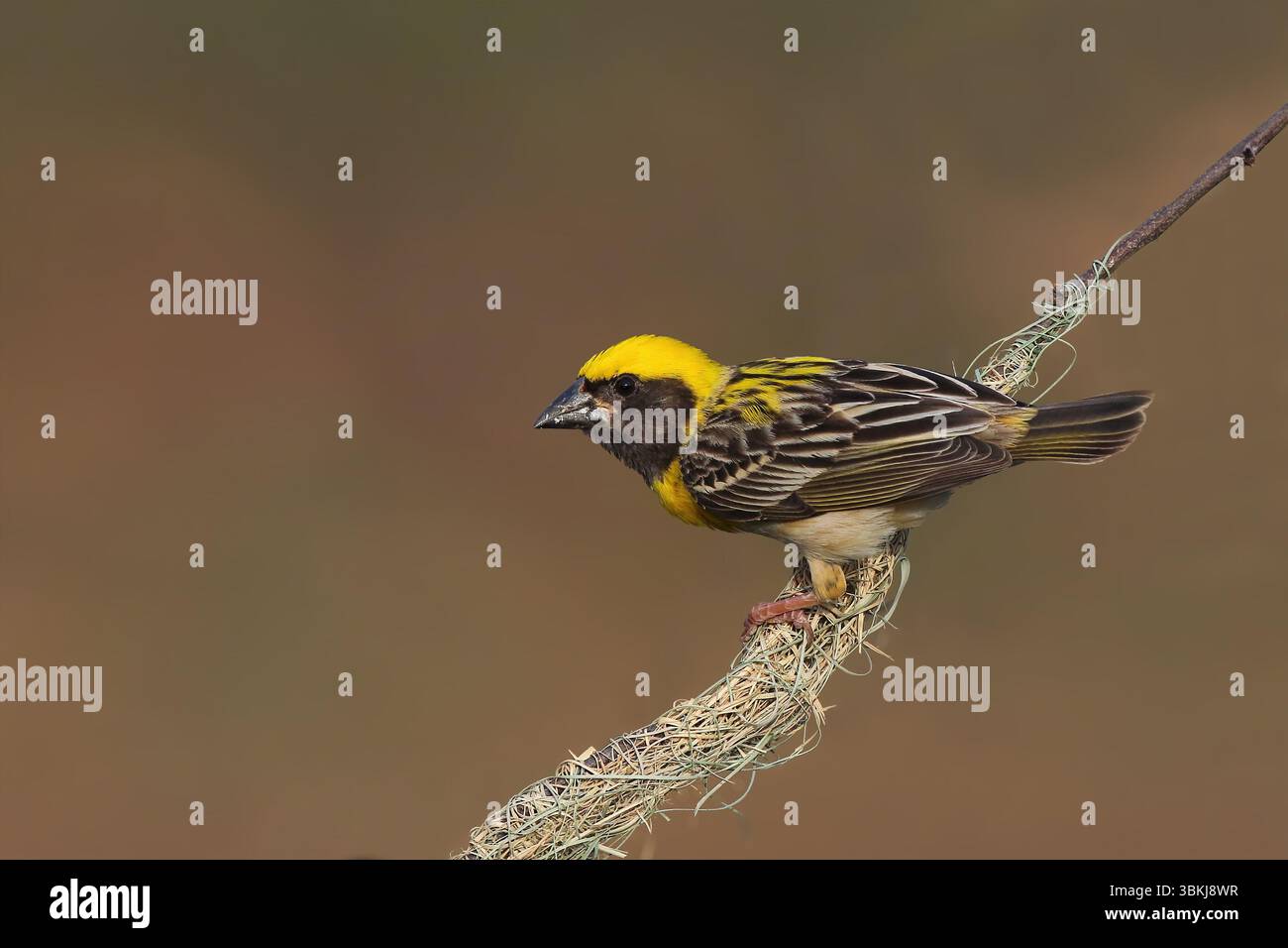 Baya Weaver ist ein Weaverbird auf dem indischen Subkontinent. Bekannt für ihre hängenden, retortenförmigen Nester, die aus Gras gewebt wurden. Stockfoto