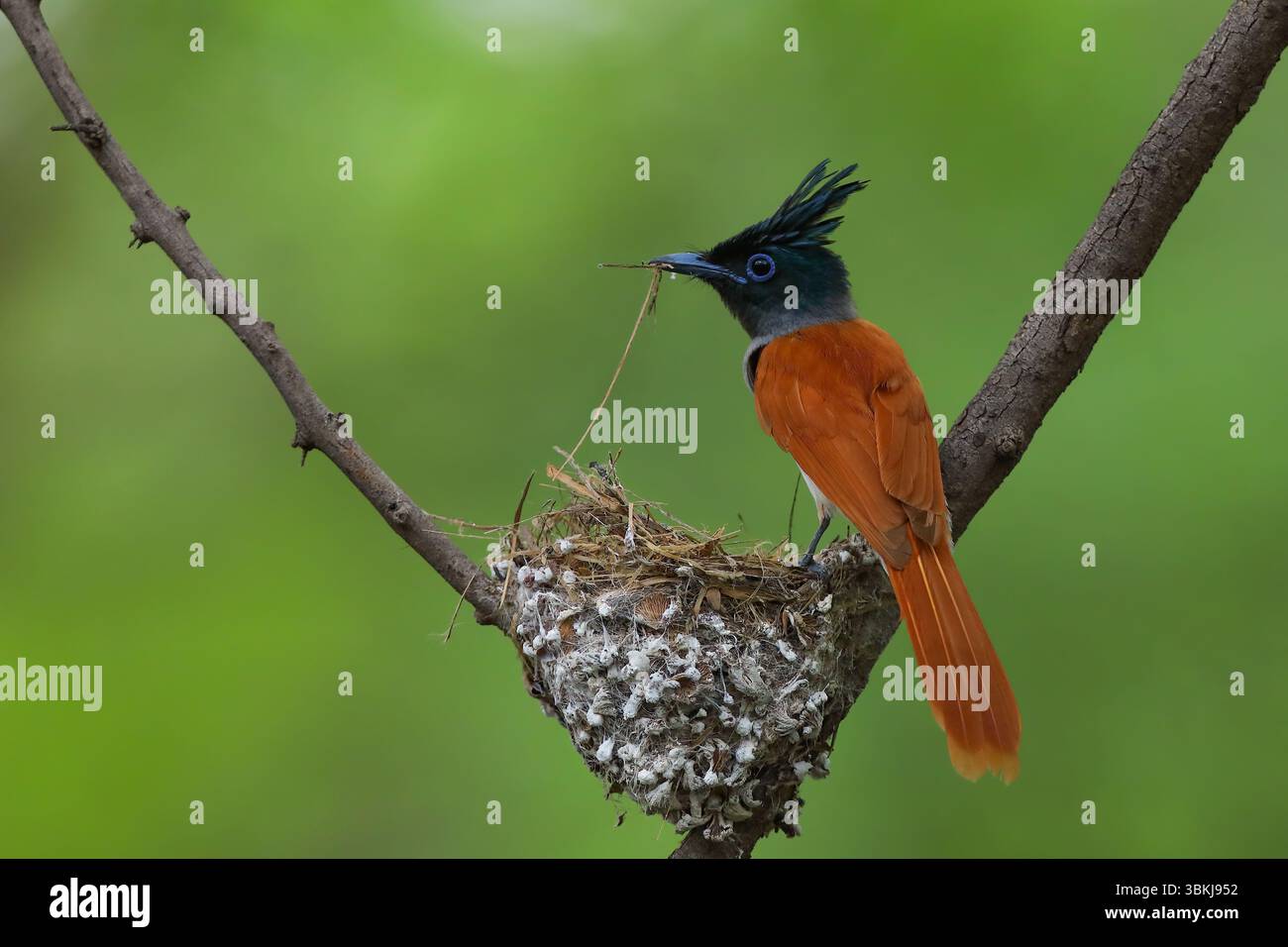 Der Indian Paradise Flycatcher ist ein mittelgroßer Passerinvogel. Männchen haben gestreckte zentrale Schwanzfedern, Weibchen sind kurzschwänzig mit klorfigen Flügeln. Stockfoto
