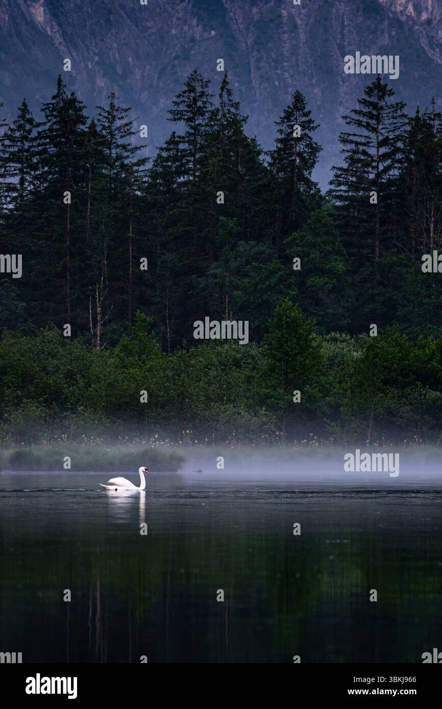 Ein Schwan, der auf dem dunklen Wasser des Almsees wimmelt, dessen weiße Federn sich in scharfem Kontrast zum umgebenden Nebel und Stillwasser bilden. Die Hintergrundfunktion Stockfoto