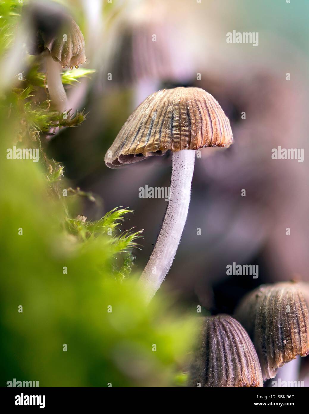 Nahaufnahme eines zarten Waldpilzes mit gerippter Kappe und schlankem Stiel, der zwischen Moos in einer schattigen Waldszene wächst. Stockfoto