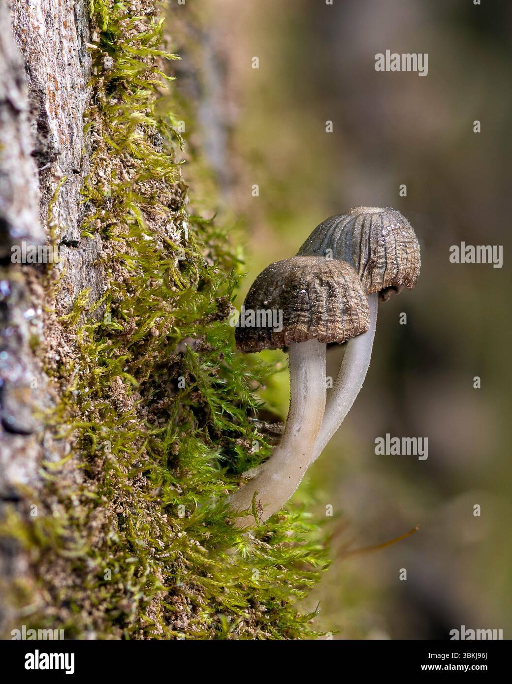 Nahaufnahme zweier zarter Waldpilze mit gerippter Kappe und schlankem Stiel, die zwischen Moos in einer schattigen Waldszene wachsen. Stockfoto