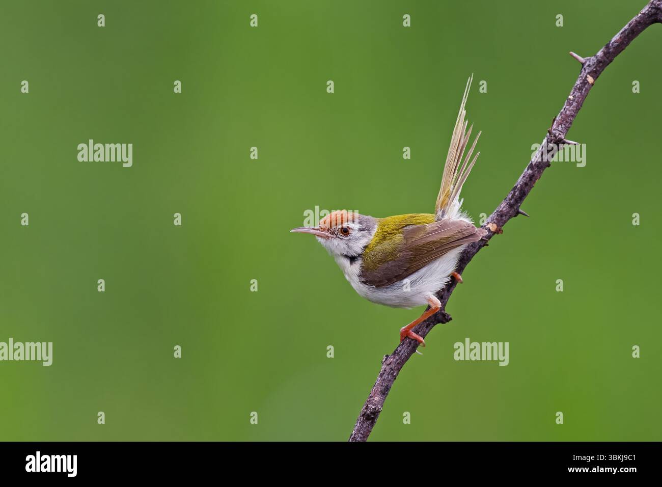 Tailorbirds sind kleine Vögel, diese Grasfresser sind in der Regel hell gefärbt, mit grünen oder grauen oberen Teilen und gelb weiß oder grau unter Teilen. Stockfoto
