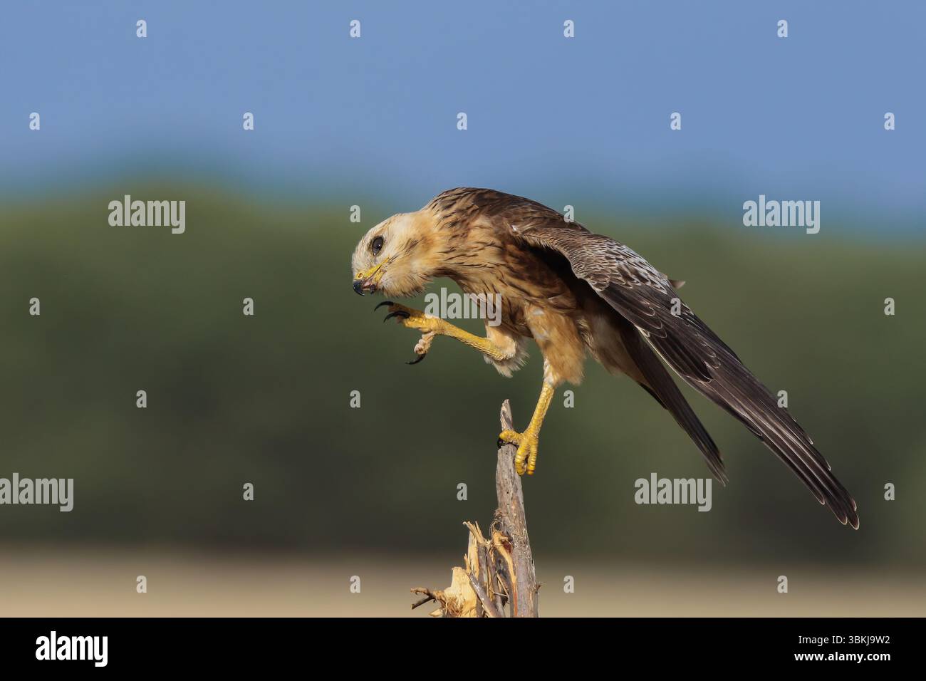 Der Weißäugige Bussard ist ein mittelgroßer Falke, der sich von den echten Bussarden in Südasien unterscheidet. Stockfoto