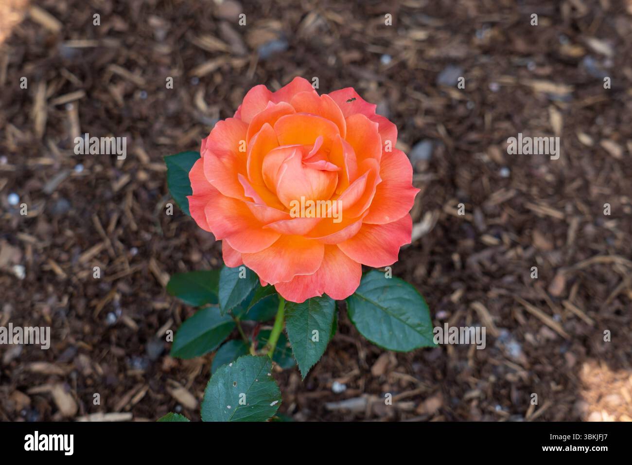 Rose (Rosa „Livin“ Easy) Blumen wachsen im Garten. Kanada. Stockfoto