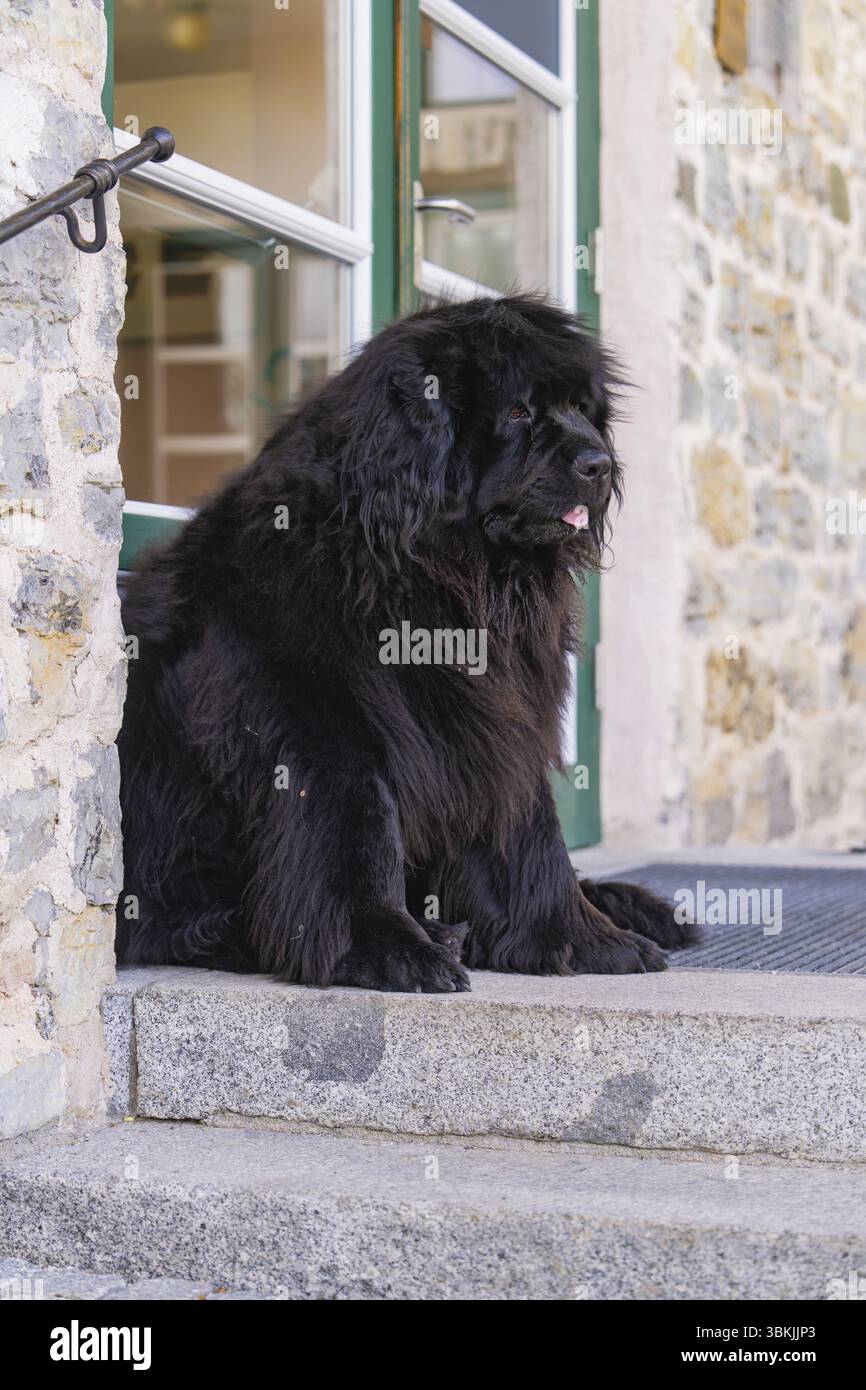 Ein großer schwarzer Hund sitzt vor einer Tür auf einer Steintreppe, Pragser Wildsee, Südtirol, Dolomiten, Italien, Europa Stockfoto