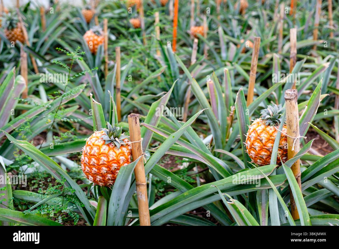 Arruda Ananasfarm Plantage, Reife Ananas comosus, Cayenne Sorte, Ponta Delgada, Insel São Miguel, Azoren Archipel, Portugal Stockfoto