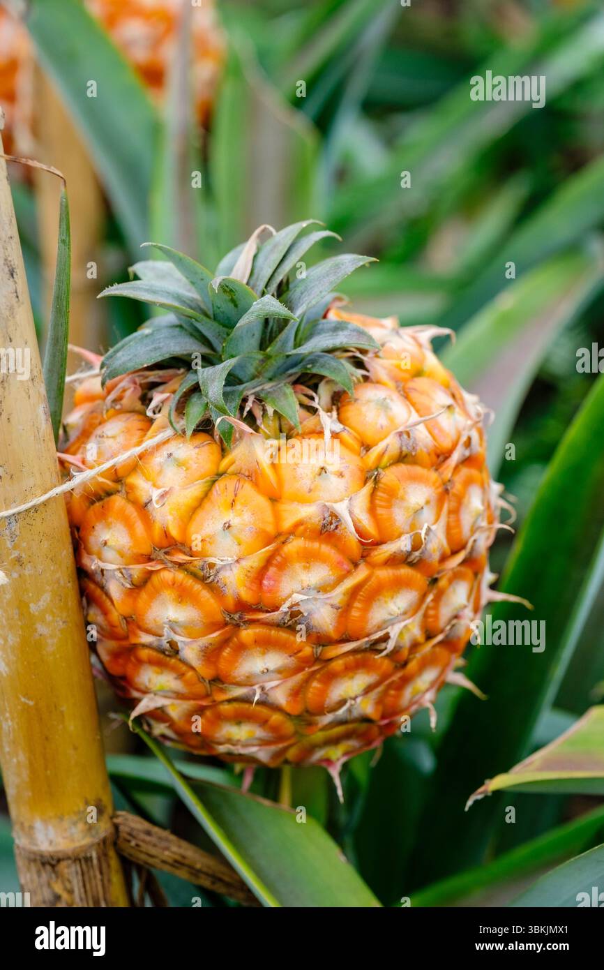 Arruda Ananasfarm Plantage, Reife Ananas comosus, Cayenne Sorte, Ponta Delgada, Insel São Miguel, Azoren Archipel, Portugal Stockfoto