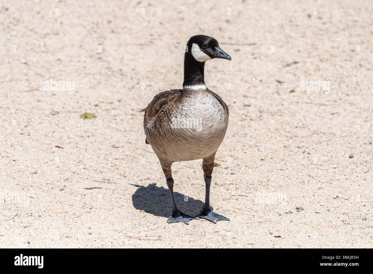 Die Cackling Goose (Branta hutchinsii) ist kleiner und hat einen kürzeren Hals und einen dickeren Schnabel als ihre Cousine Canada Goose. Stockfoto