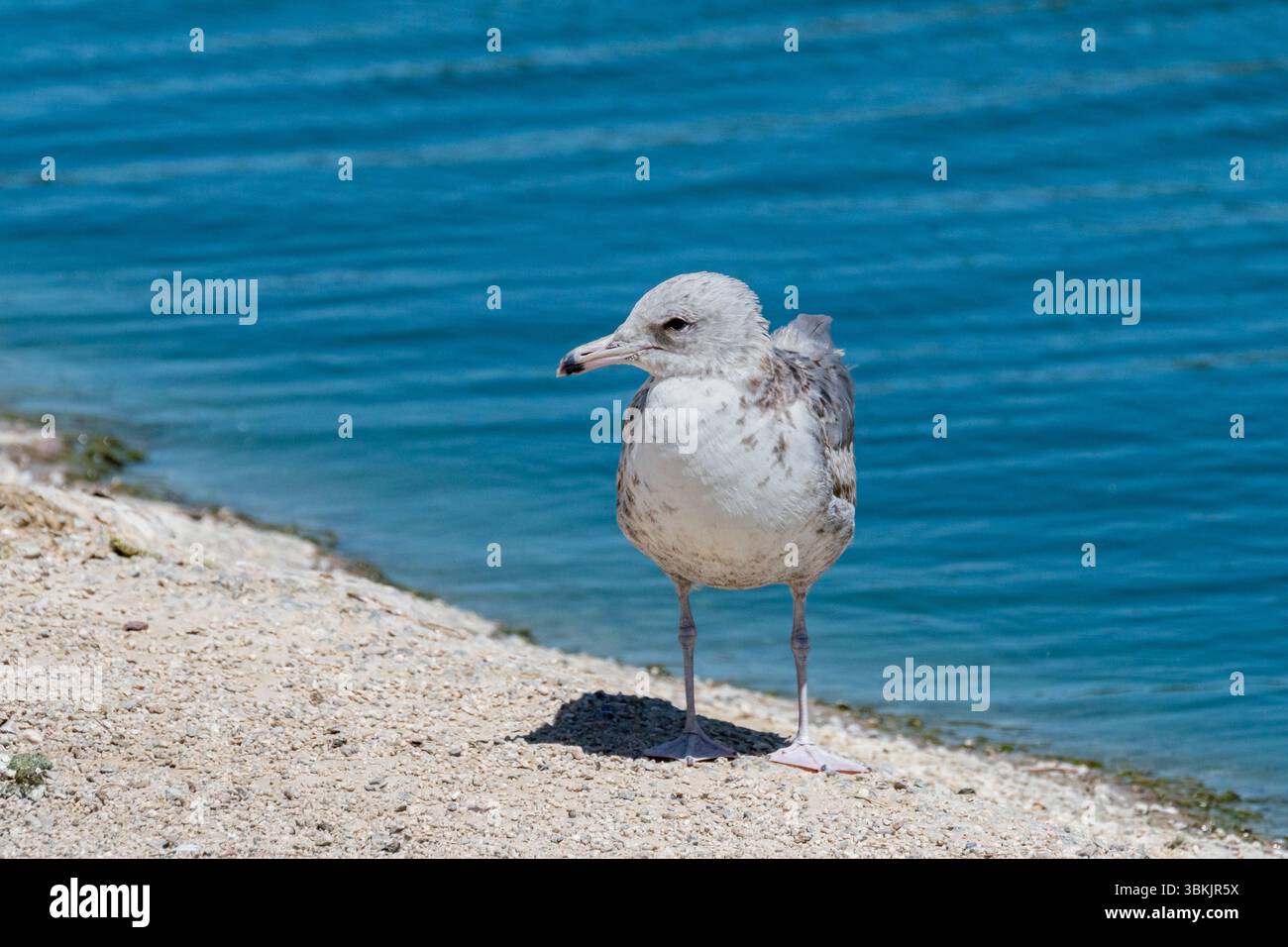 Eine Kalifornische Möwe (Larus californicus) im zweiten Wintergefieder steht am Rand des Wassers. Stockfoto