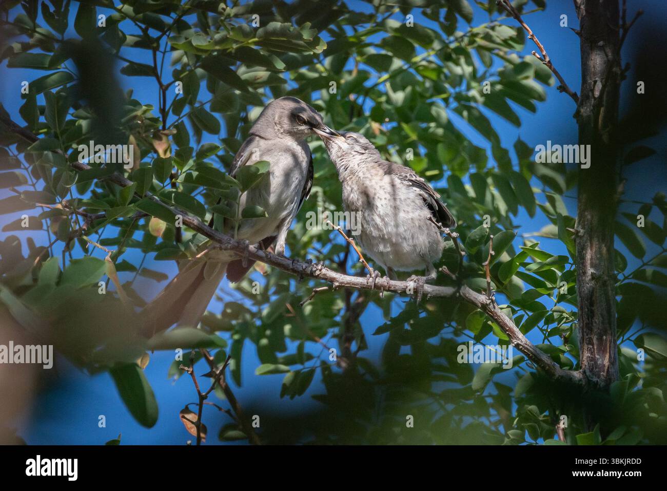 Ein ausgewachsener Nordmockingbird (Mimus polyglottos) ernährt einen Jungen. Stockfoto