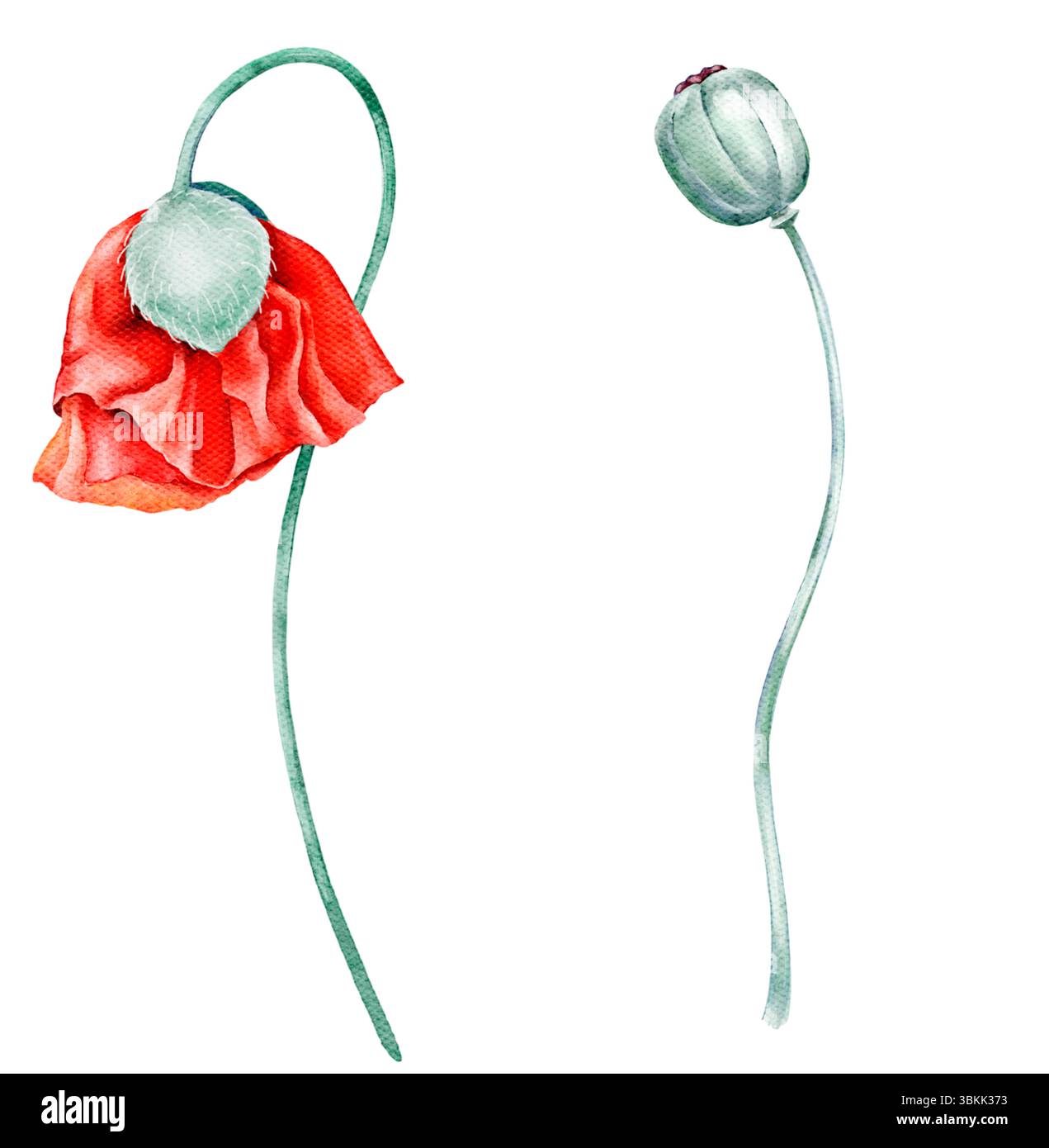 Aquarellillustration von drei roten Mohnstämmen und Blättern isoliert auf weißem Hintergrund mit zarter floraler Textur für Designprojekte Stockfoto