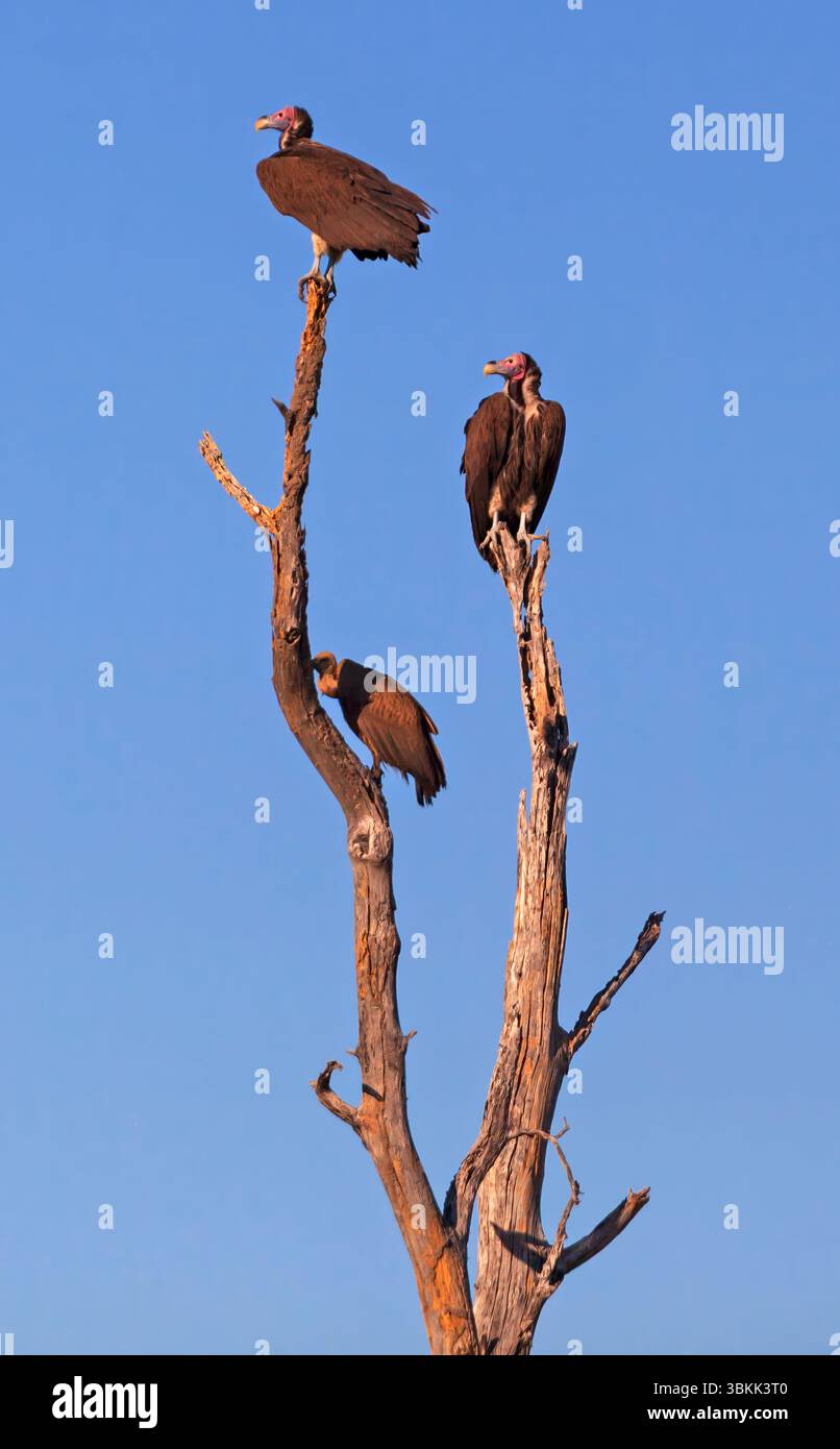 Drei Lappetengeier (Torgos tracheliotos) im Okavango-Delta – Botswana Stockfoto