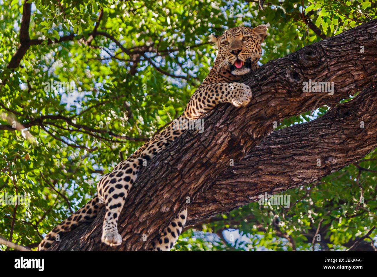 Ein afrikanischer Leopard (Panthera pardus pardus) liegt im Schatten eines Baumes im Okavango-Delta, einem UNESCO-Weltkulturerbe – Botsuana Stockfoto