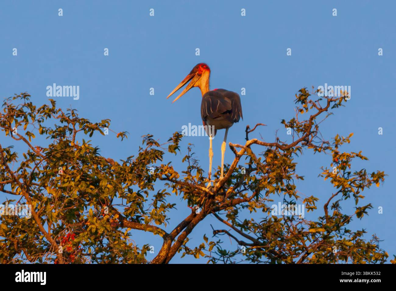 Ein herrlicher Marabustorch (Leptoptilos crumenifer) entlang des Zambezi River oberhalb der Victoria Falls - Zambezi National Park, Sambia Stockfoto
