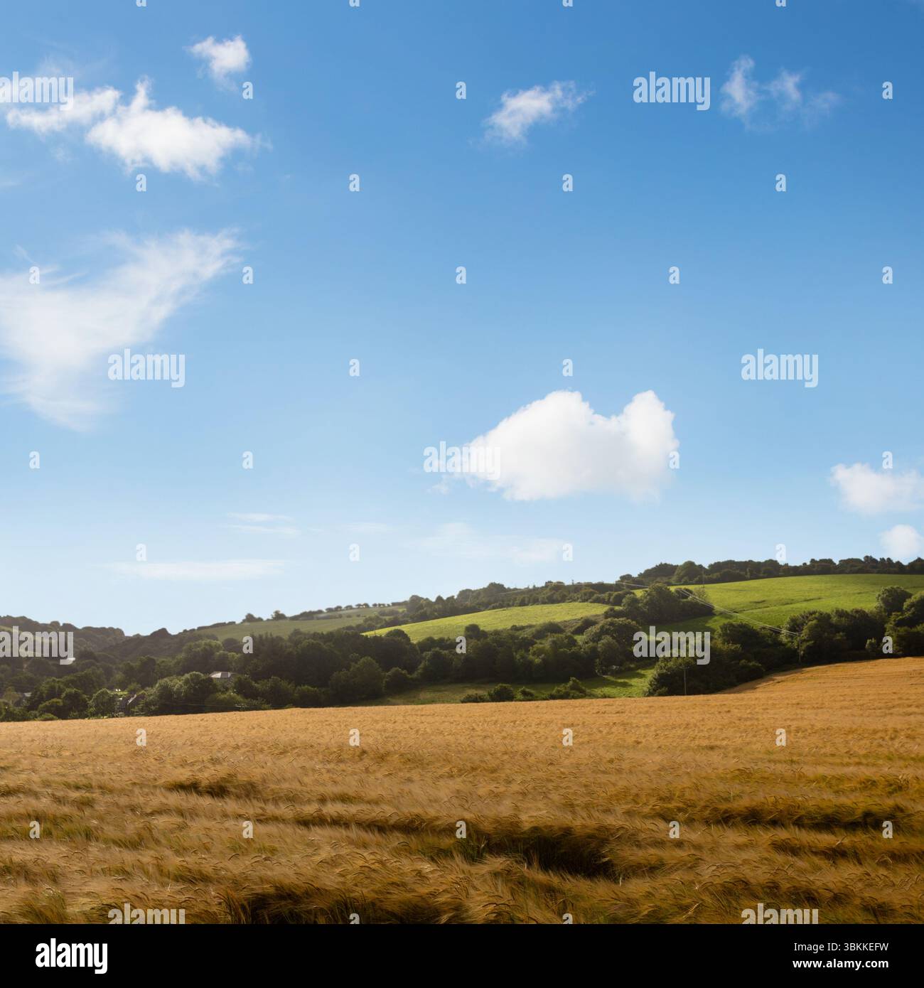 Das Golden Wheat Field schwingt in flachem Design mit grünen Hügeln und weißen Wolken Stockfoto