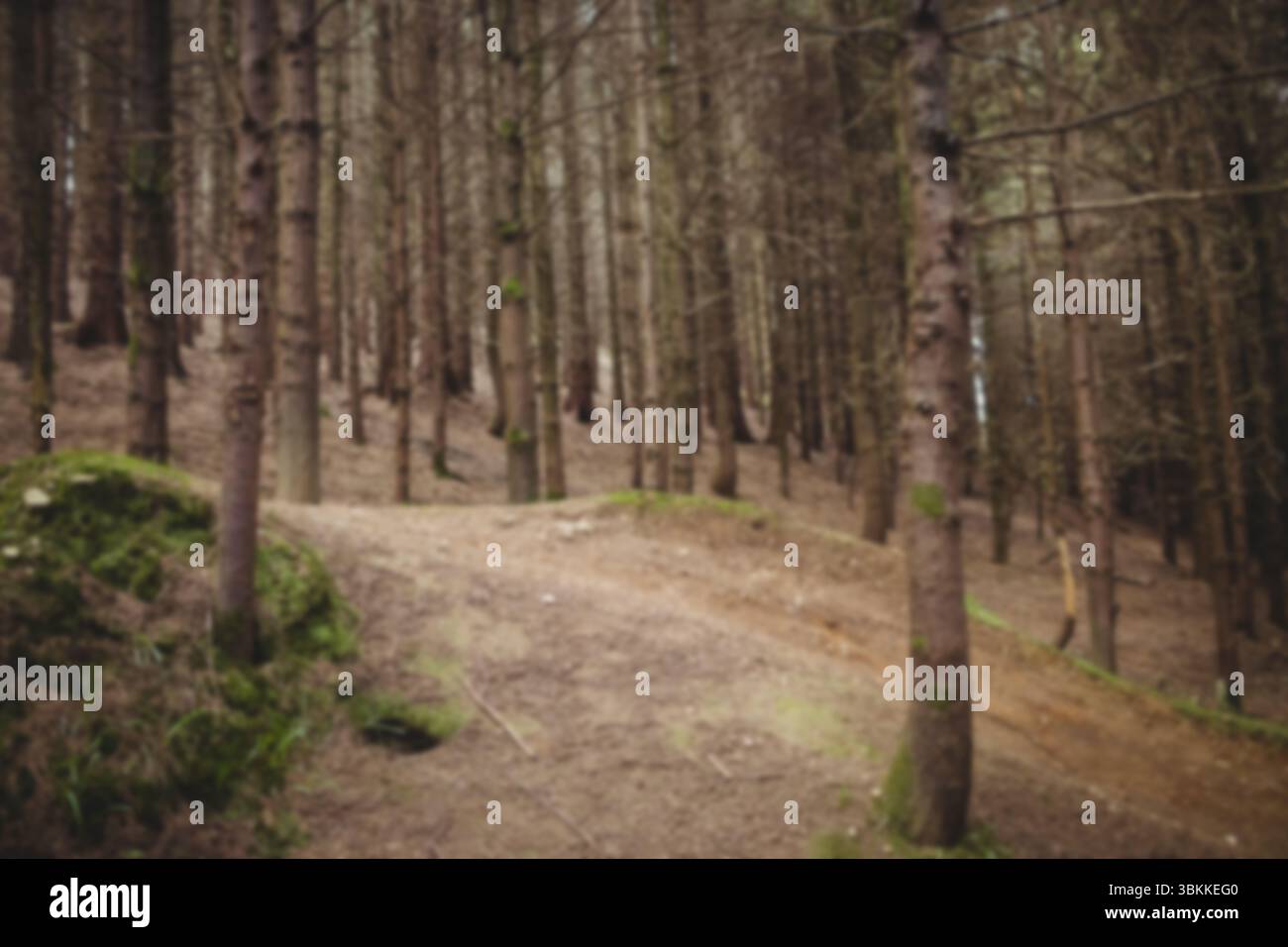 Ruhige Szene von Bäumen im Wald Stockfoto