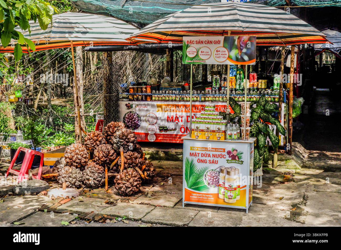 Nipa Palme in Can Gio Mangrove, Ho Chi Minh Stadt, Vietnam Stockfoto
