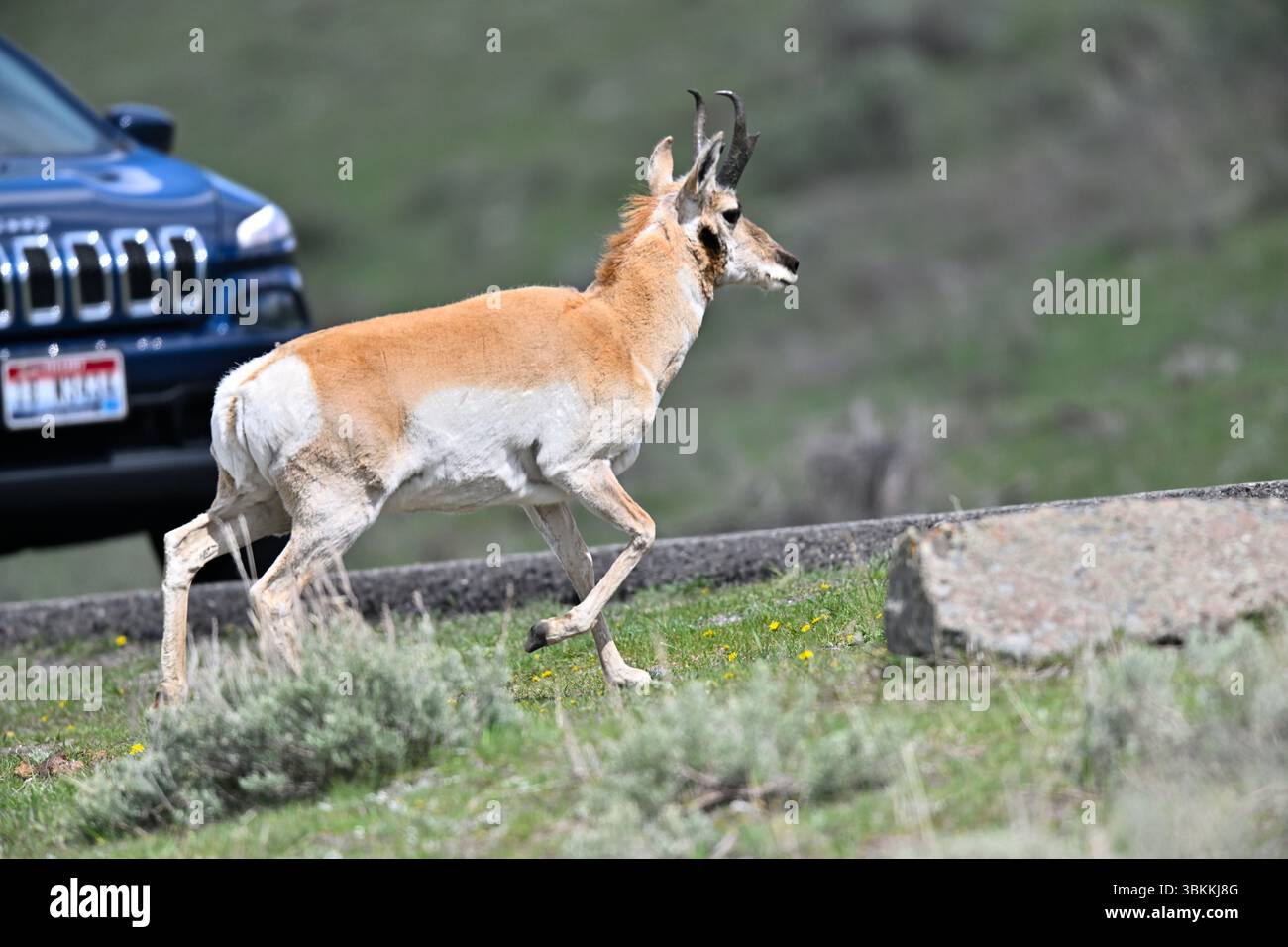 Pronghorn Crossing Road vor einem Auto Stockfoto