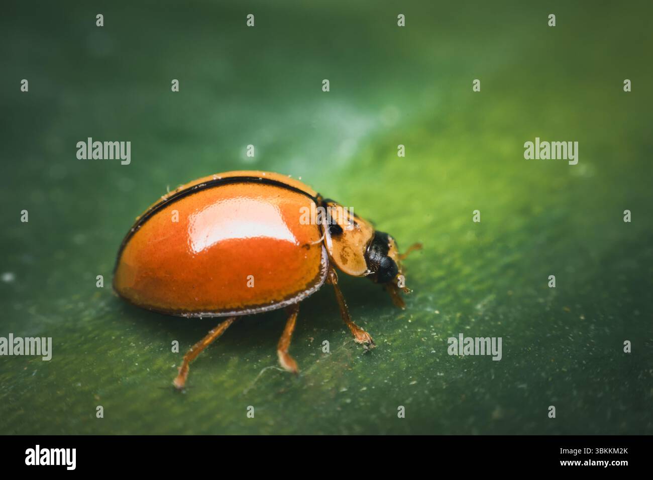 Makro von Käfer-Insekten (Marienkäfer) orange und Punkt schwarz Farbe nah auf dem grünen Blatt oder lassen Sie in der Natur Stockfoto