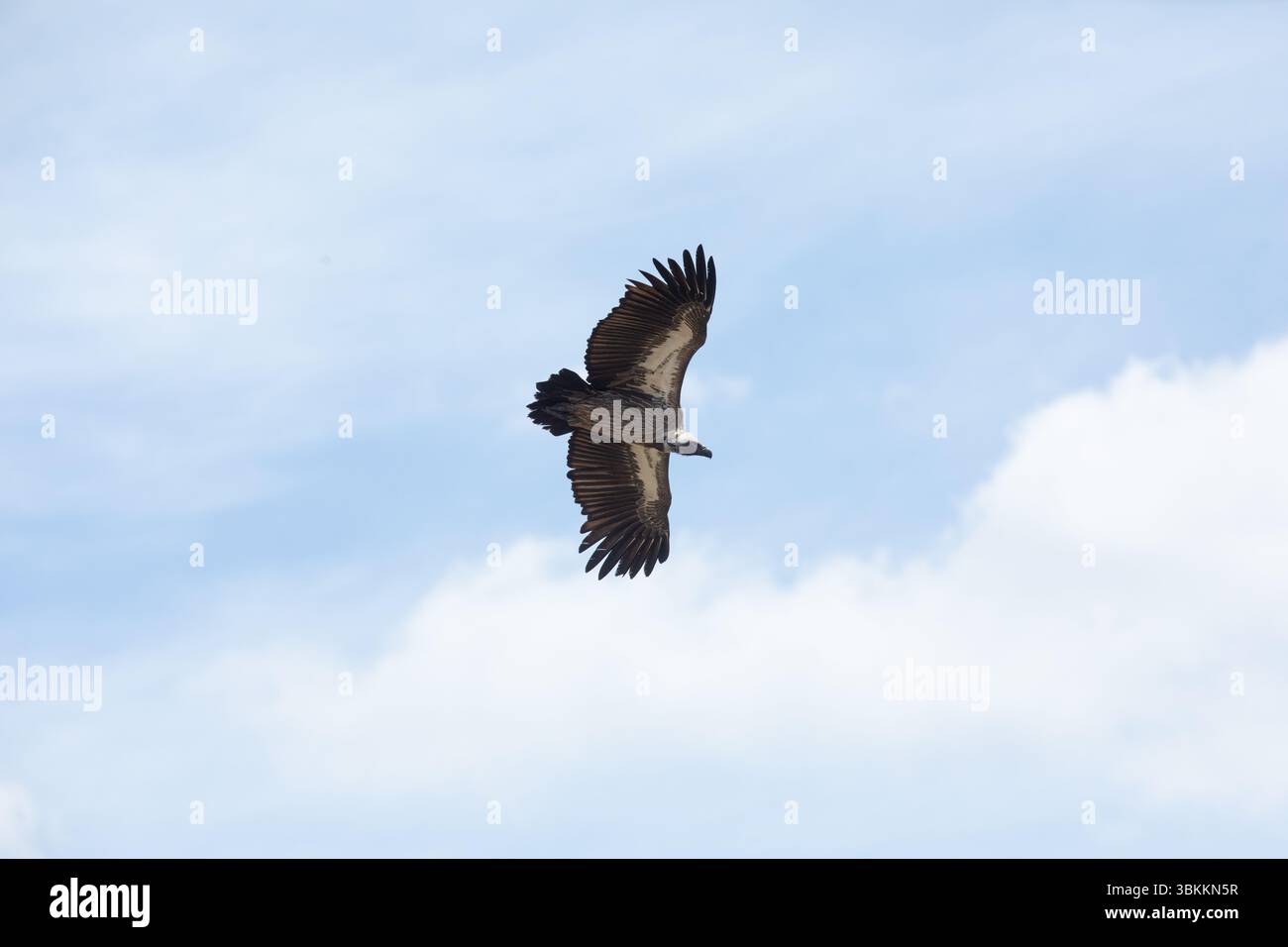 Ein Geier schwebt durch einen blauen und bewölkten Himmel hoch über dem Boden, während er nach Nahrung sucht. Stockfoto