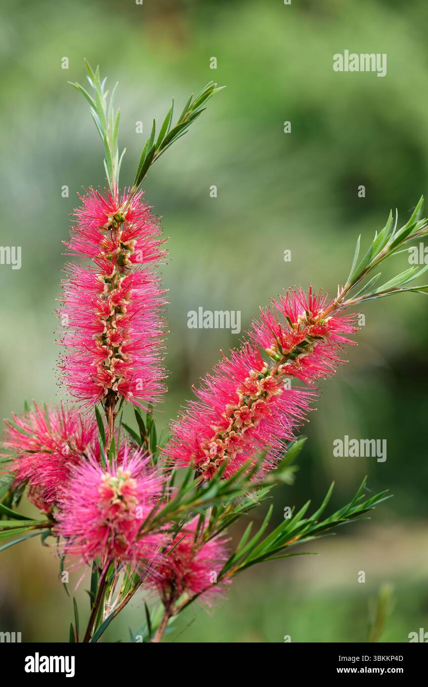 Callistemon subulatus Crimson Tail, flaschenbürstenartige Spitzen aus roten Blüten, lange bunte Staubblätter Stockfoto