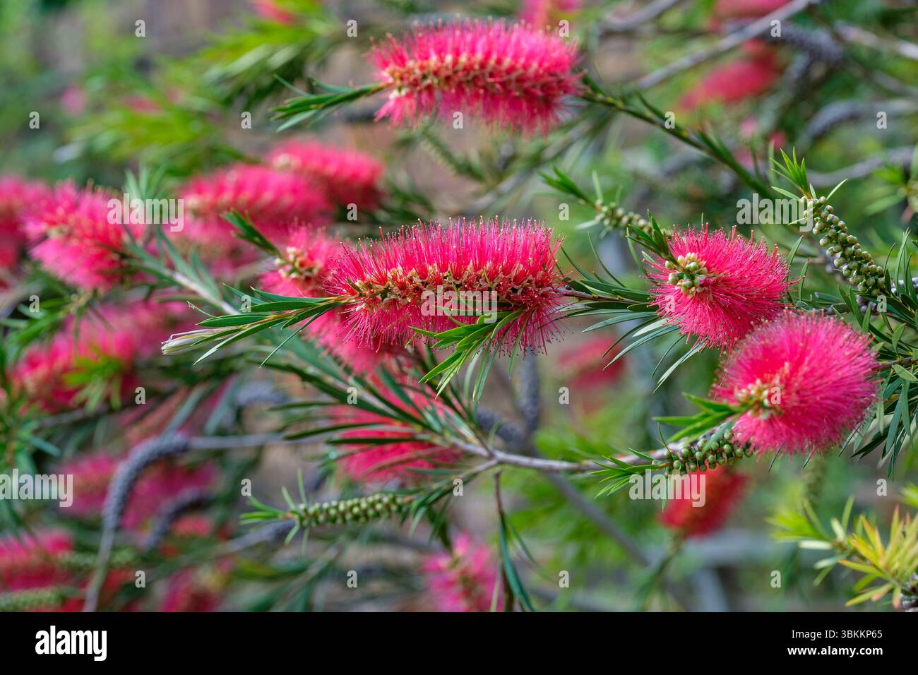 Callistemon subulatus Crimson Tail, flaschenbürstenartige Spitzen aus roten Blüten, lange bunte Staubblätter Stockfoto