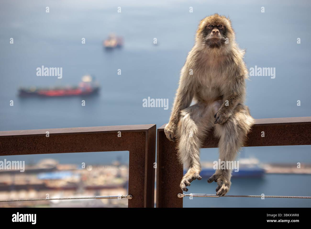 Das Fellporträt des Berbermakaken in Gibraltar. Der Affe sitzt am Sonnentag draußen auf dem Handlauf. Stockfoto
