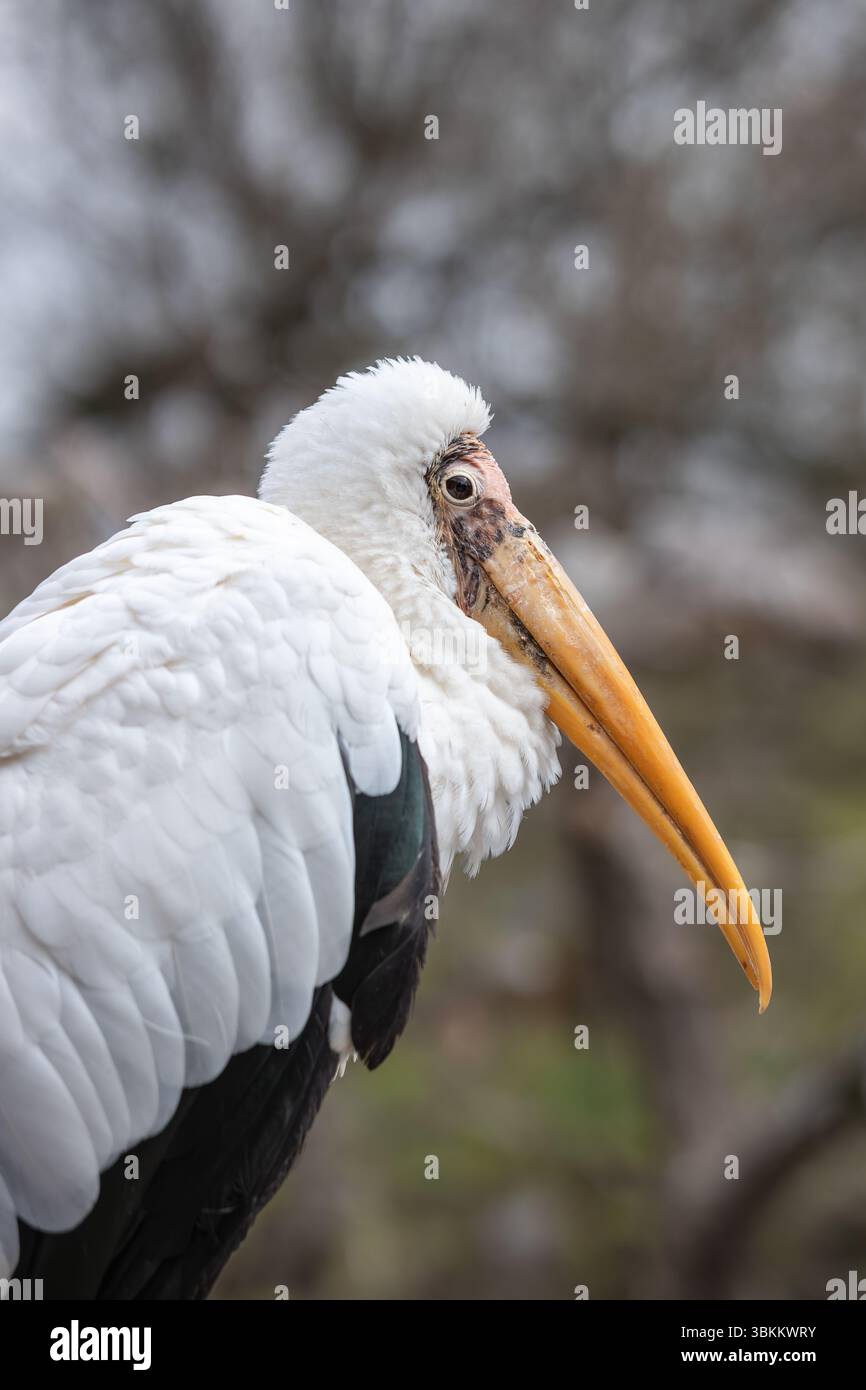 Geringe Tiefe des Feldes des des Milchstorchs mit weißer Feder und gelbem Schnabel. Nahaufnahme Vogelporträt von Mycteria cinerea im Zoologischen Garten. Stockfoto