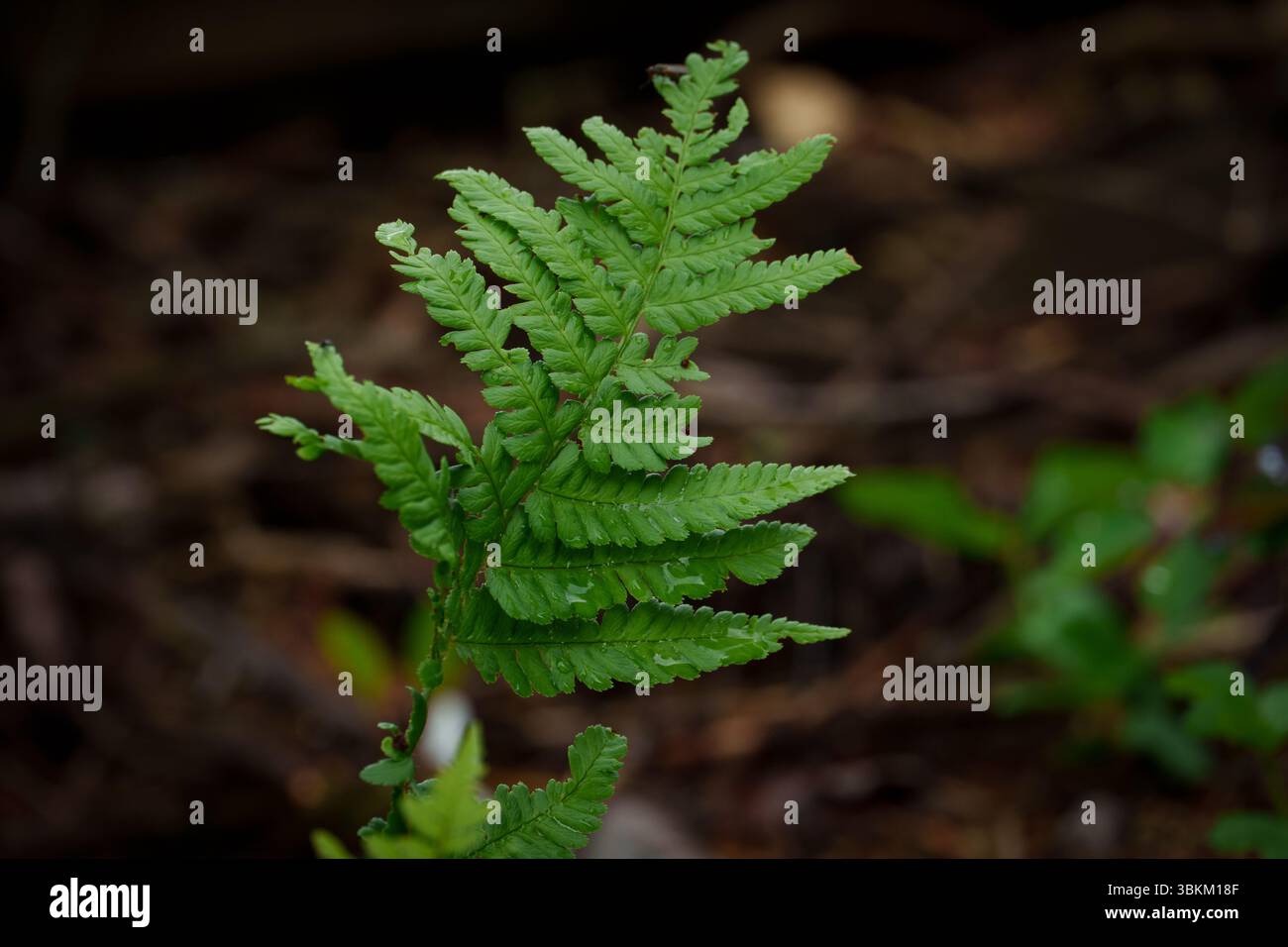 Ein einzelnes Farnblatt, durchnässt im Morgentau an einem Sommertag. Stockfoto