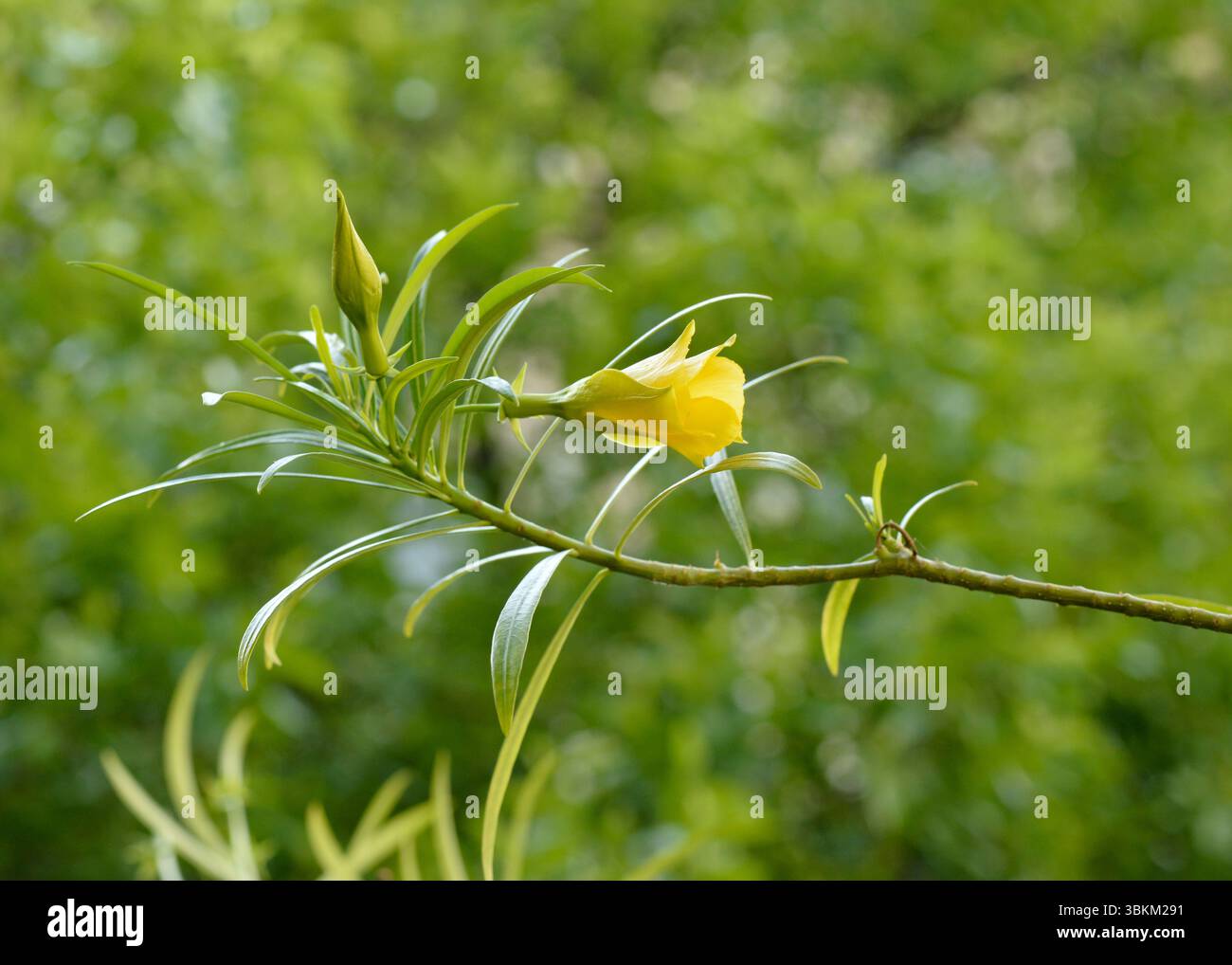 Cascabela thevetia (L.) Lippold, gelbe Oleanderblüte oder Glücksnussblüte gegen verschwommenes grünes Laub Stockfoto