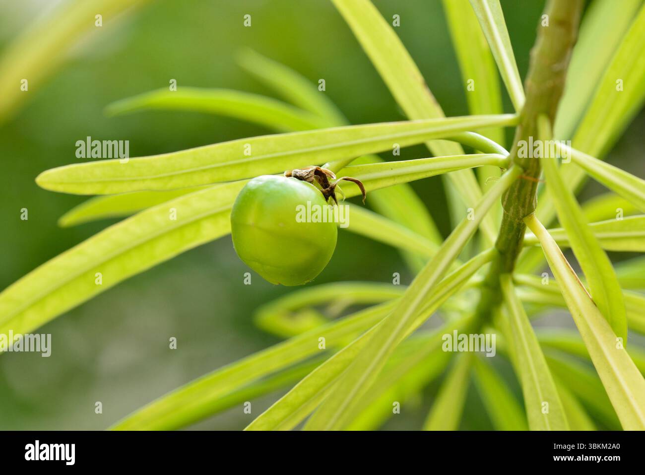 Einzelne unreife grüne Frucht von Cascabela thevetia (L.) Lippold auf Blattzweig, bekannt als gelber Oleander oder Glücksnuss, giftiger tropischer Sträucher Stockfoto