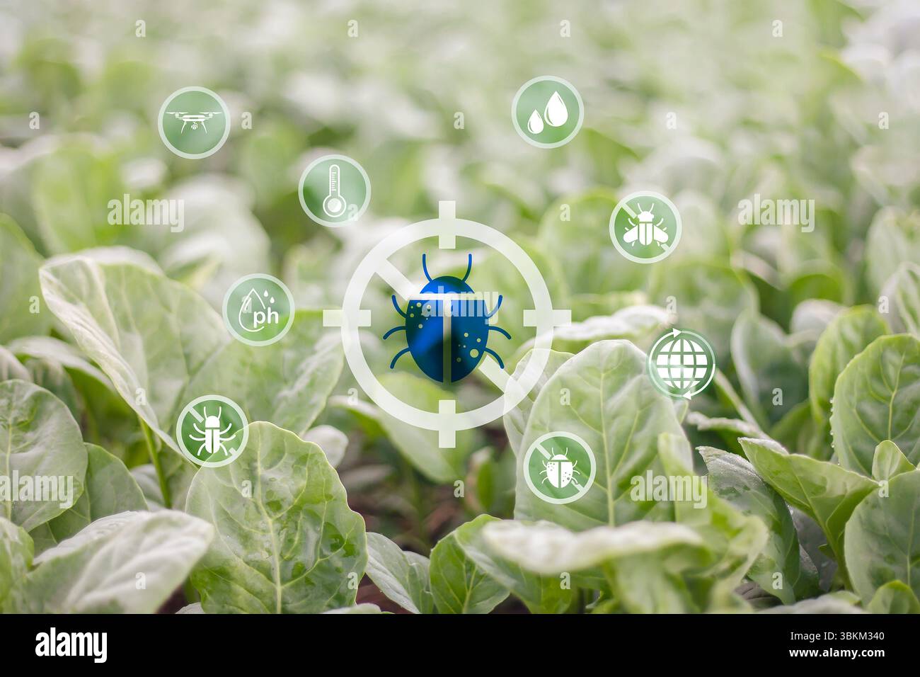 Schädlingsbekämpfung in organisch-chemikalienfreien Gemüseflächen Stockfoto