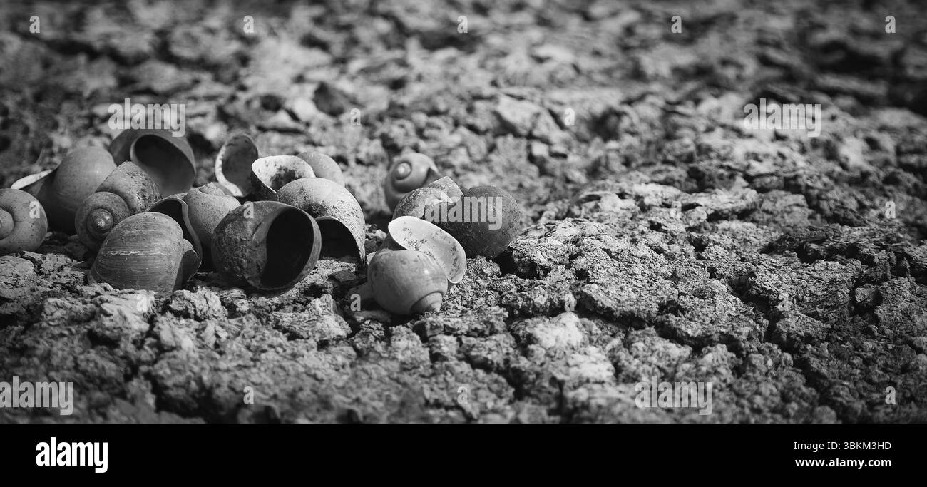 Die Schale bleibt auf trockenem Boden, schwarz-weißer Hintergrund. Stockfoto