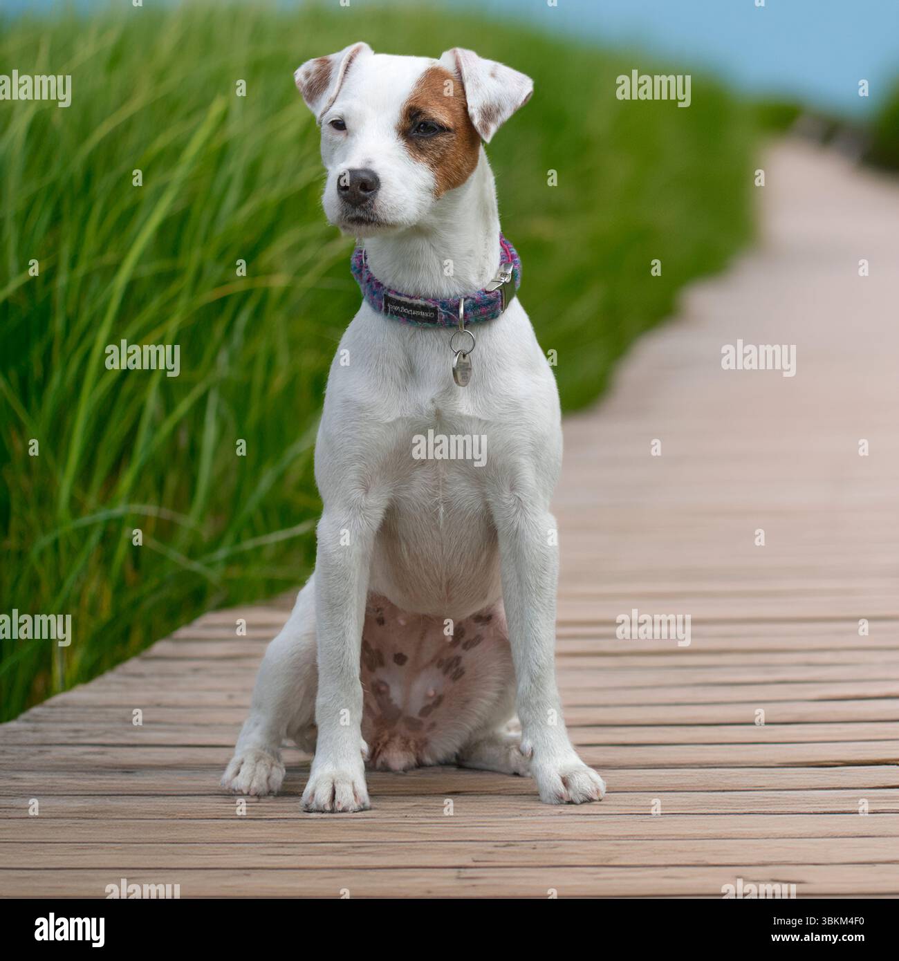 jack russell Terrier sitzt auf der Promenade Stockfoto