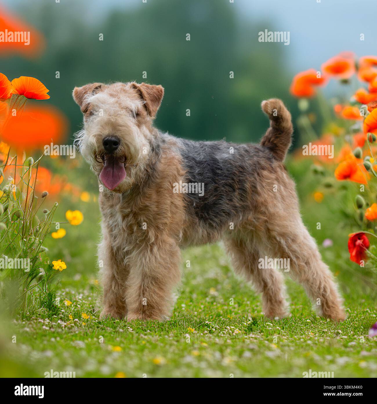 lakeland Terrierhund, der in roten Mohnblumen steht Stockfoto